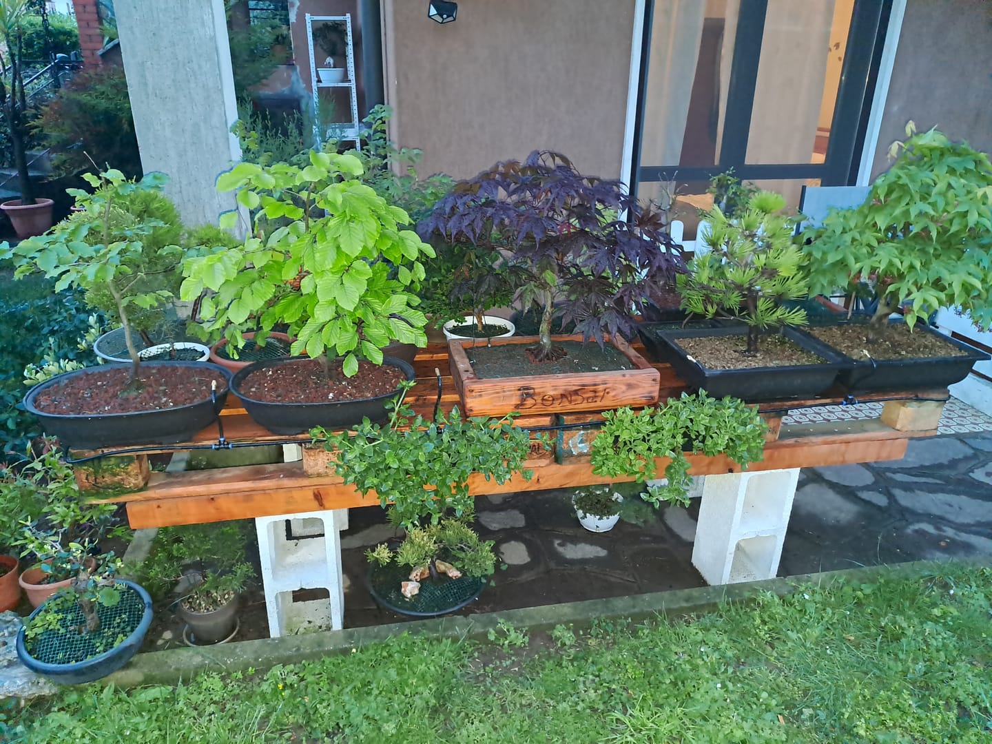 Customer photo review of BONSAI 365
