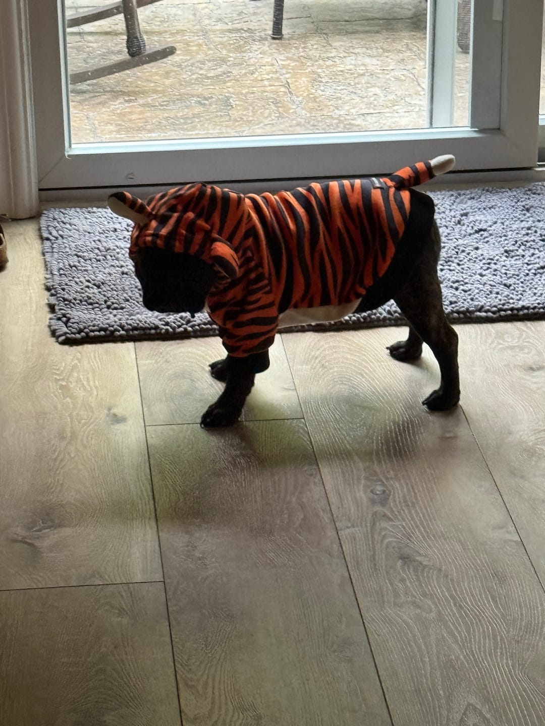 Customer photo review of Halloween Dog Hoodie - Tiger
