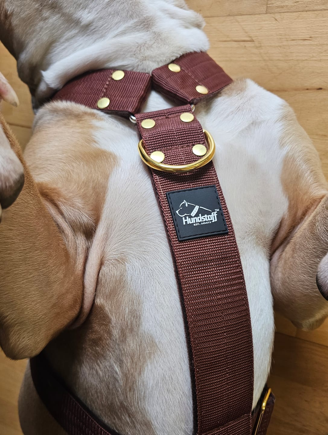 Customer photo review of Easy Walk Extreme Gold Buckle Dark Brown - Sele med snabbspänne