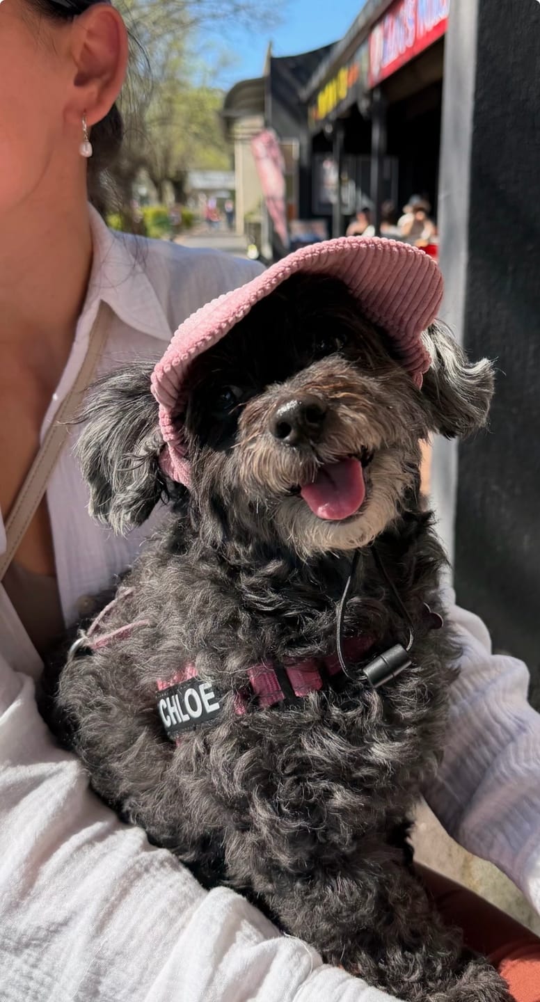 Customer photo review of DOG HATS