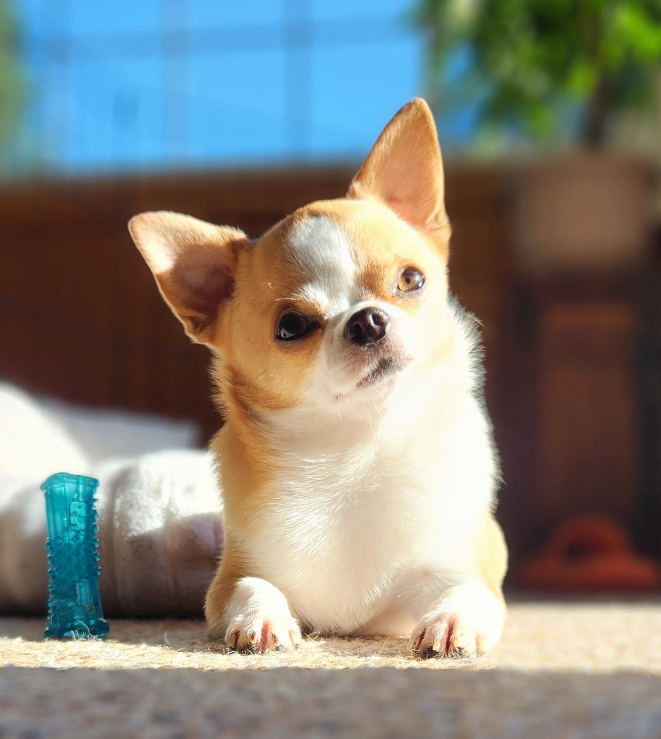 Customer photo review of Farmed Insects formulas / Adult & Puppy
