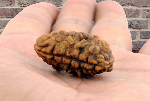 Customer photo review of South India Origin 1 Mukhi Rudraksha – 100% Natural & Certified