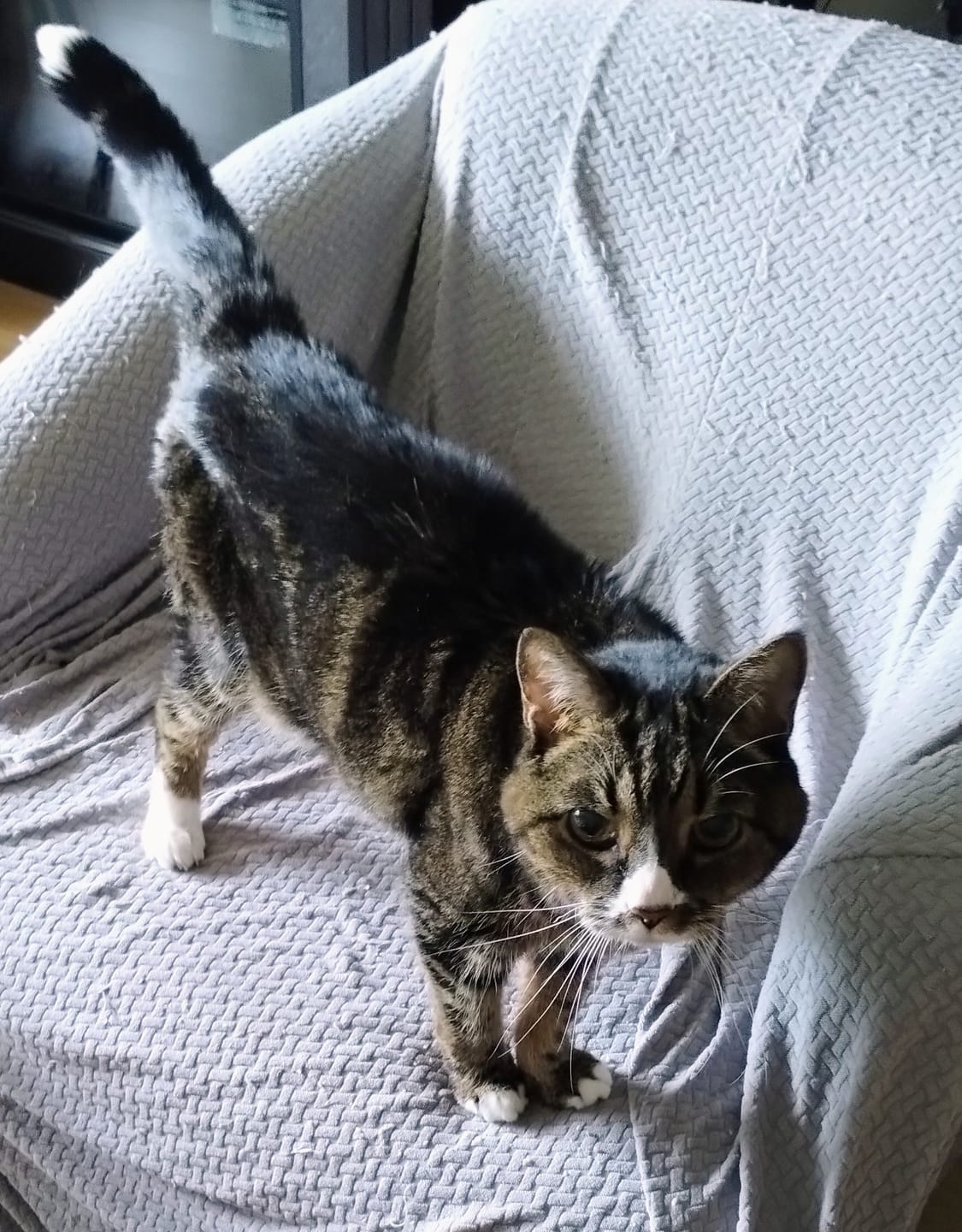 Customer photo review of 6x - Blisso Advanced Cat Probiotic