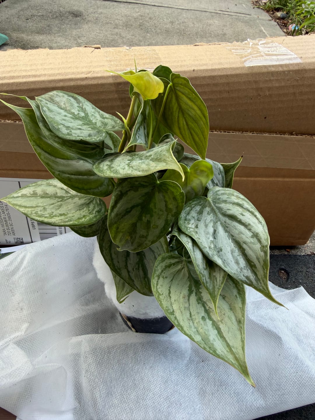 Customer photo review of Philodendron brandtianum