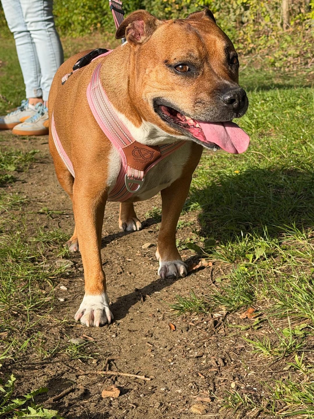 Customer photo review of Staffordshire Bull Terrier 1935® Harness & Leash Set - Baby Pink