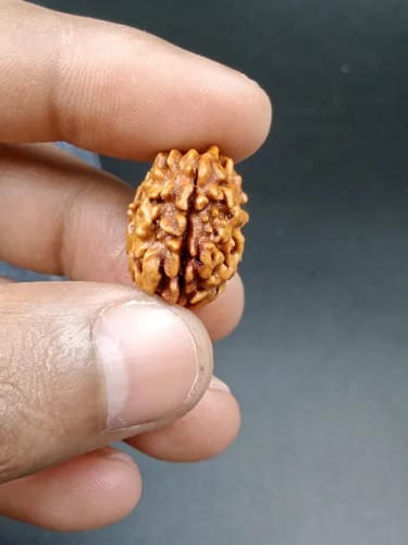Customer photo review of South India Origin 1 Mukhi Rudraksha – 100% Natural & Certified