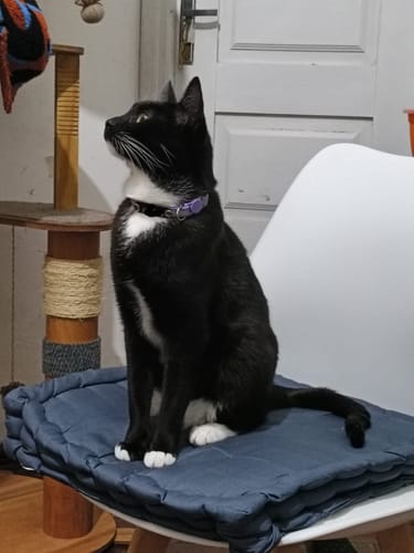 Customer photo review of Collar Remachado (Gato)