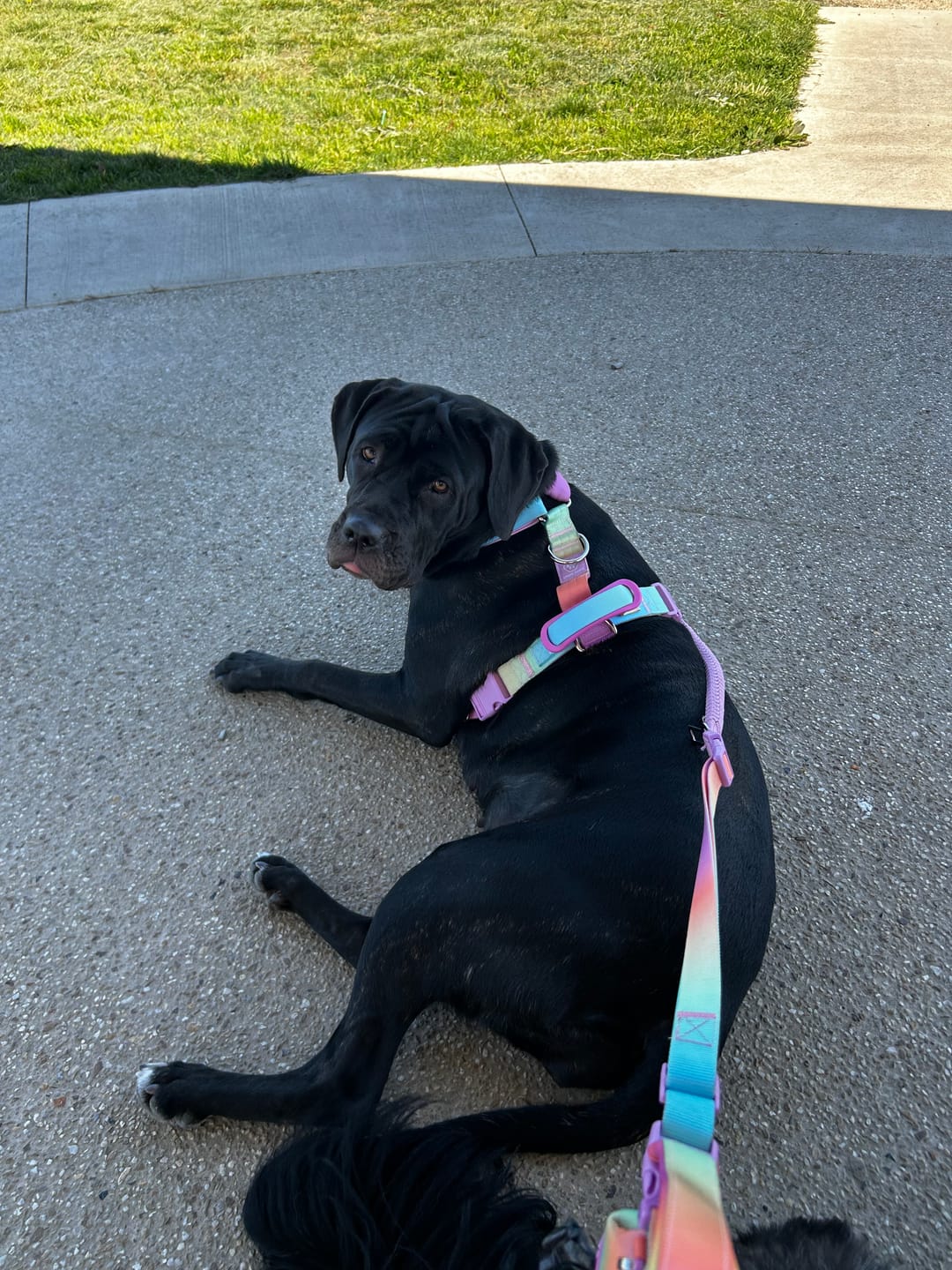 Customer photo review of Comfort Control No-Pull Dog Harness and Multipurpose Leash Sets