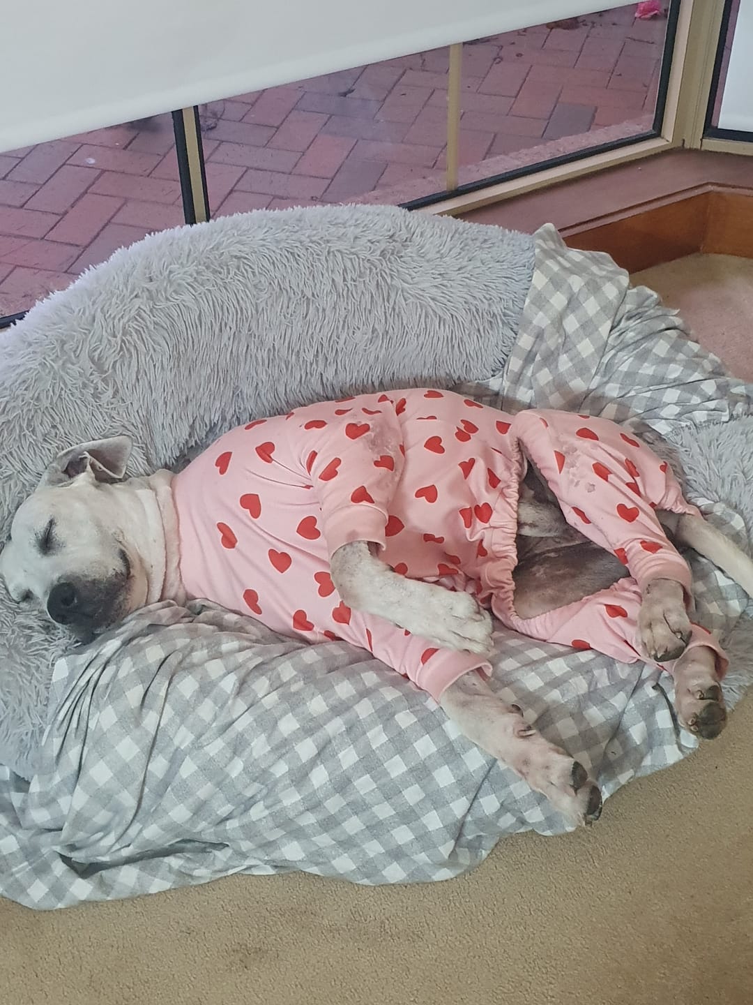 Customer photo review of Dog Pajama - Bear Black