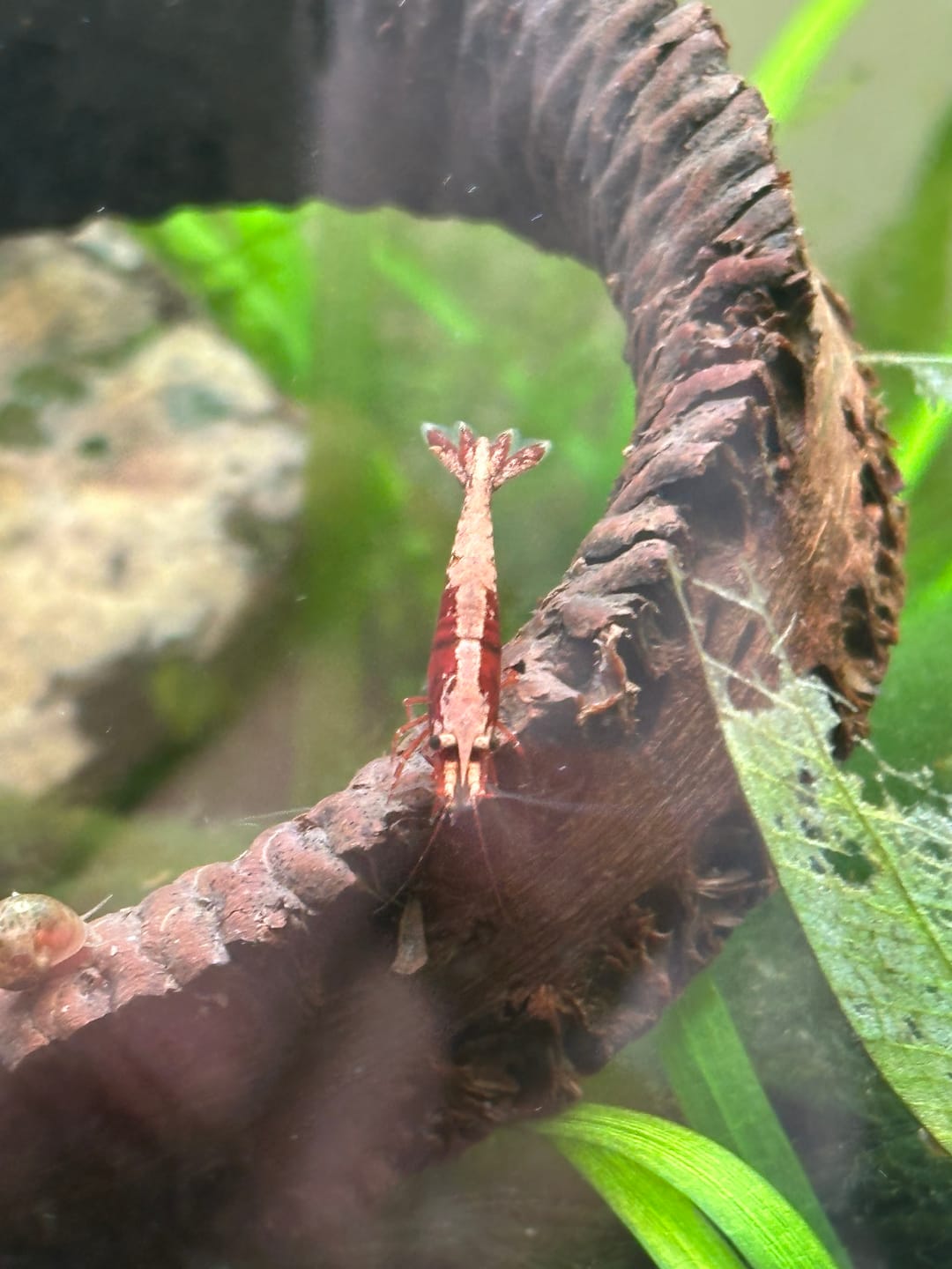 Customer photo review of Fire Red Cherry Shrimp