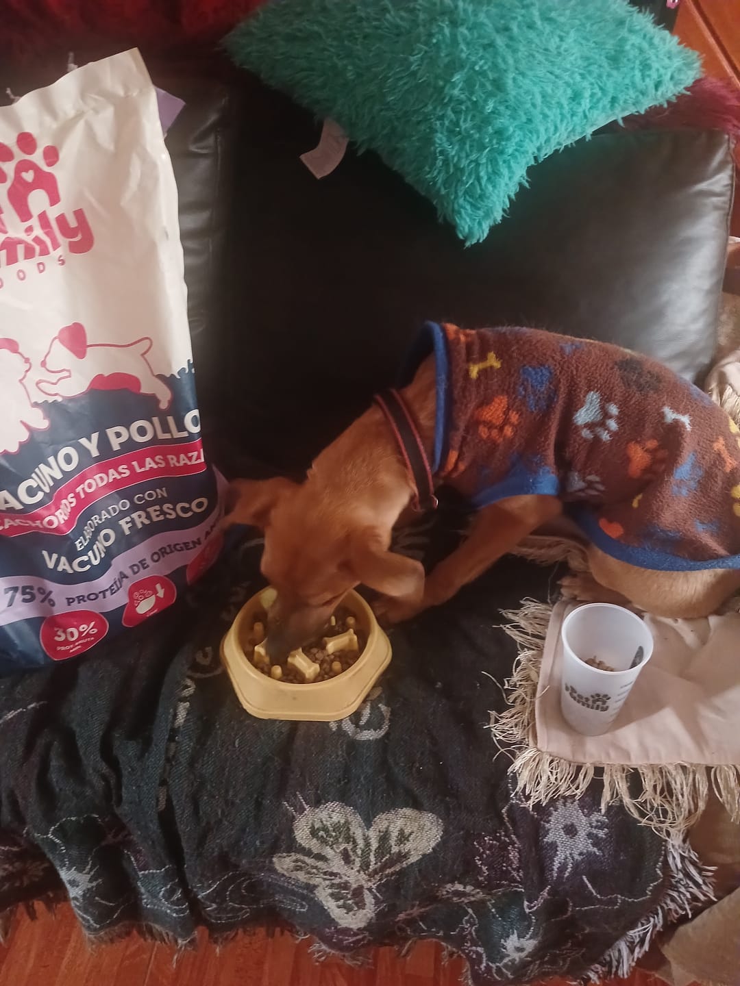 Customer photo review of PetFamily Foods Cachorros