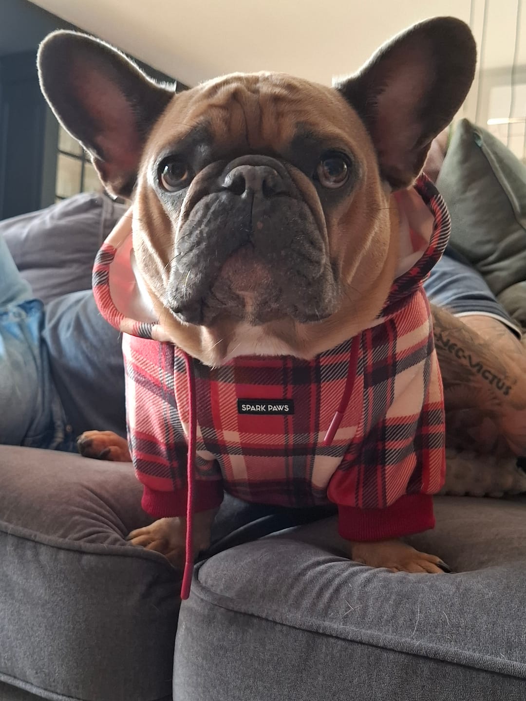 Customer photo review of Red Plaid Dog Hoodie