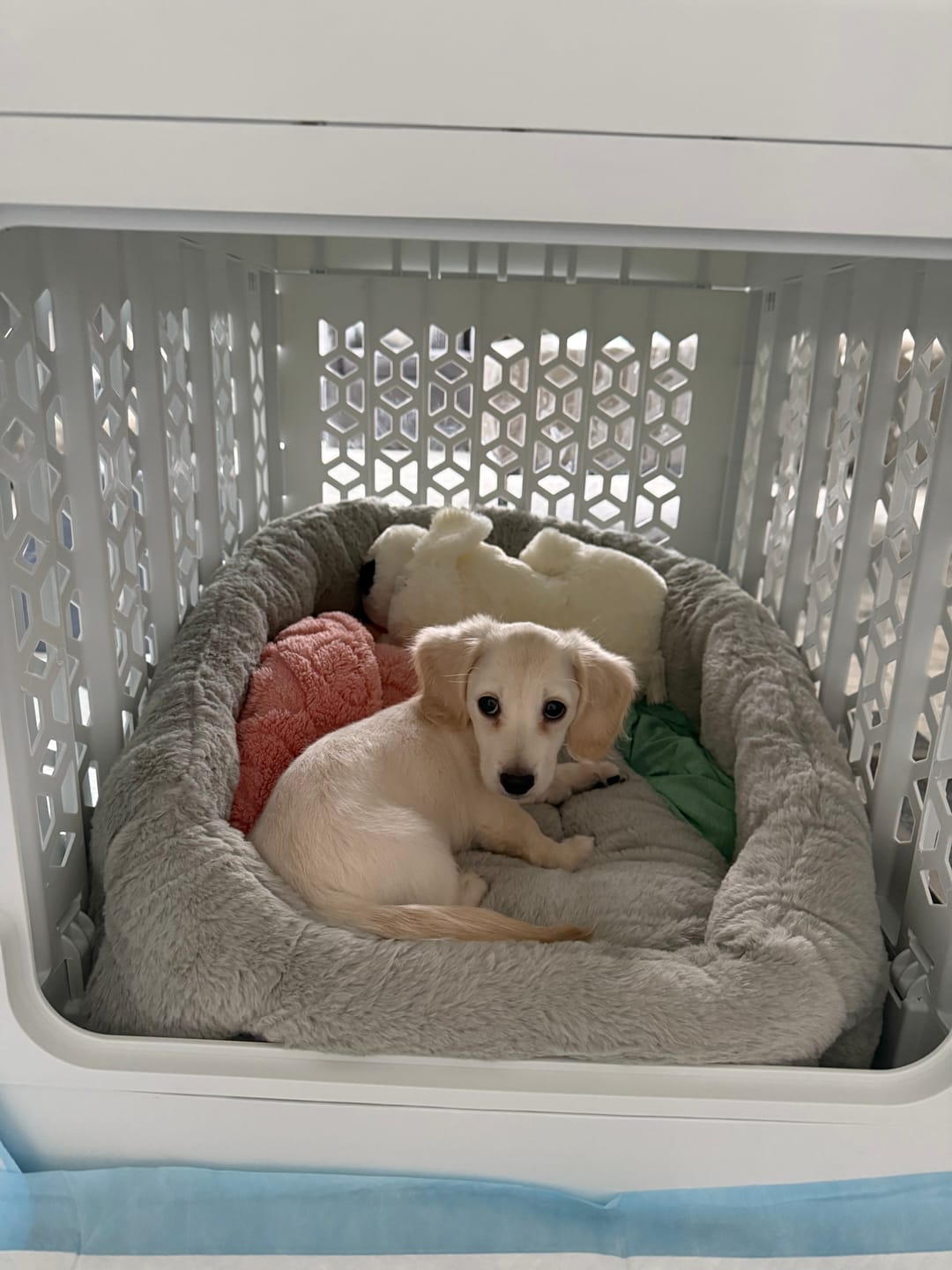 Customer photo review of PAWD®  Modern Collapsible Dog Crate