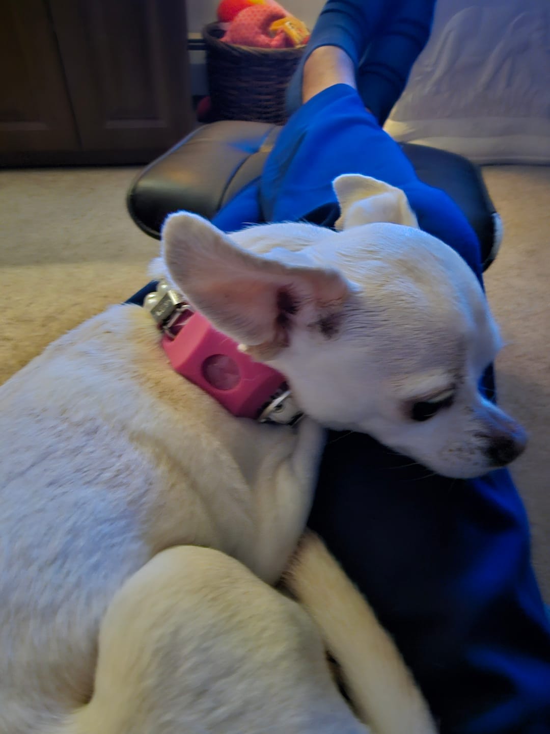 Customer photo review of FurLife™ 12 Months Flea and Tick Free