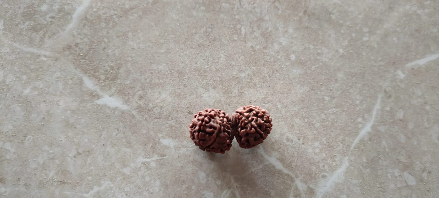 Customer photo review of Gauri Shankar Rudraksha – 100% Natural & Certified