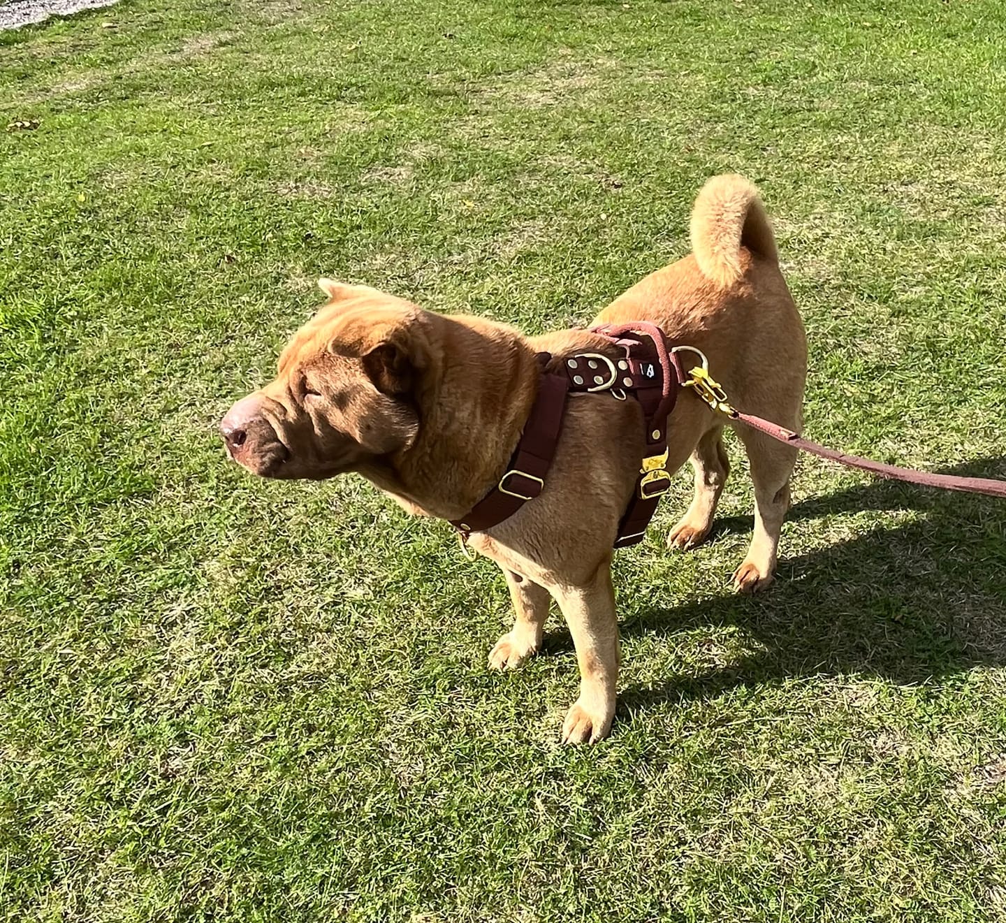 Customer photo review of Walk Leash Golden Dark Brown - Säkert nylonkoppel i olika längder