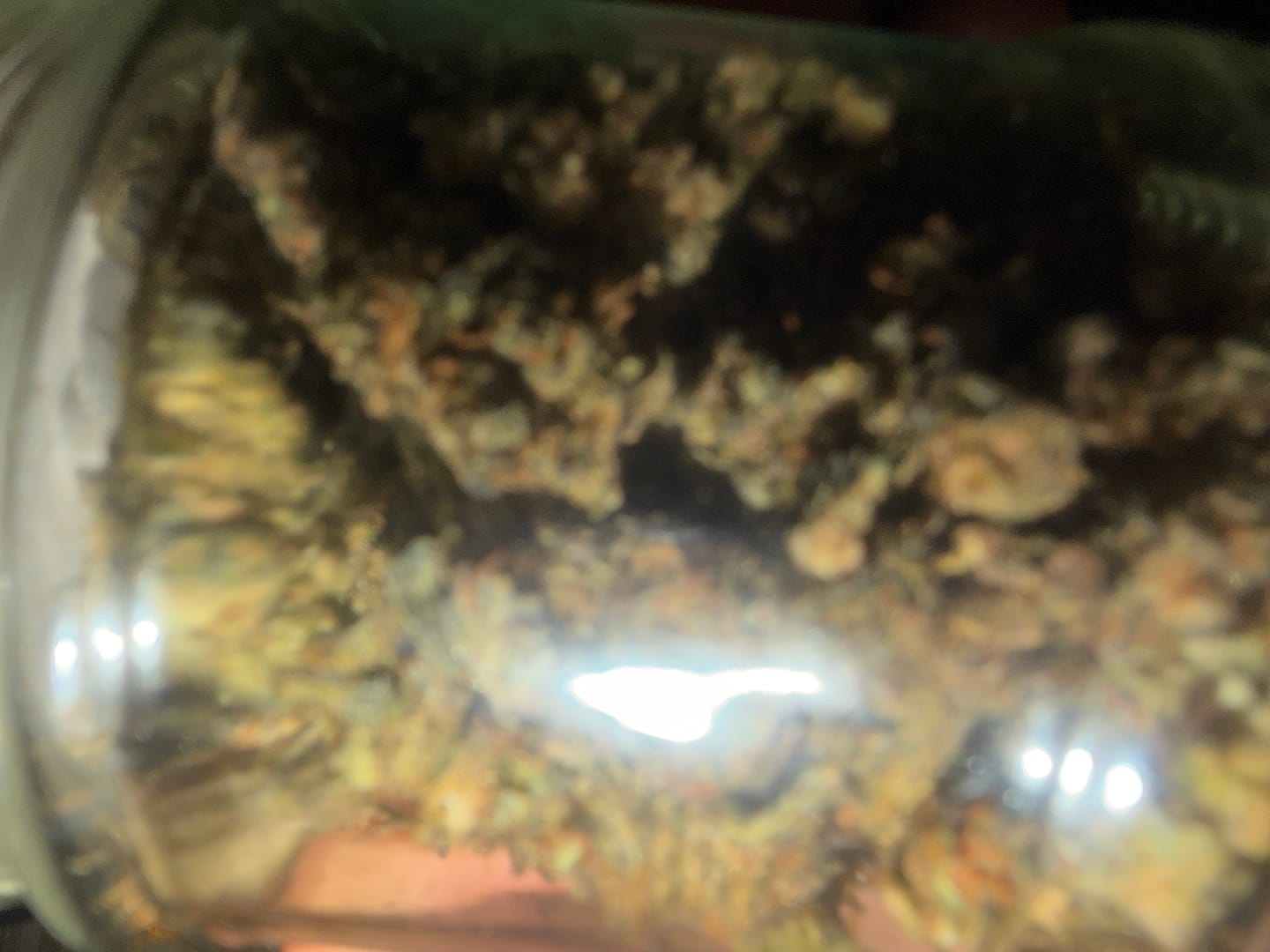Customer photo review of Blueberry Kush