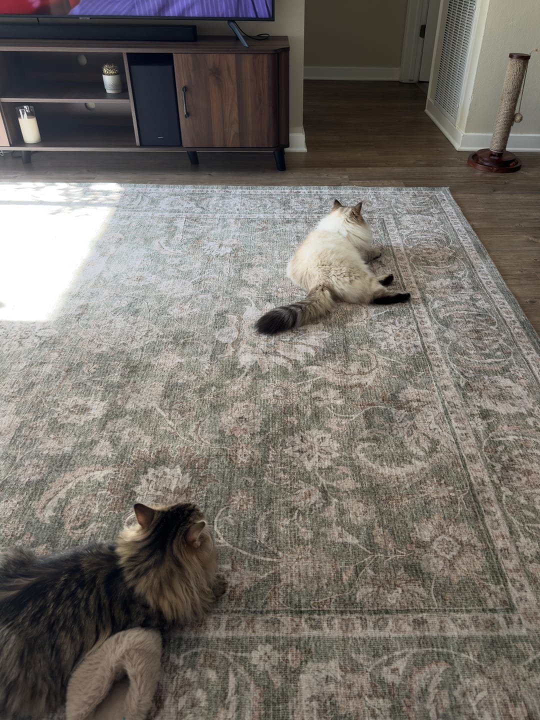 Customer photo review of Iria Washable Area Rug - Green
