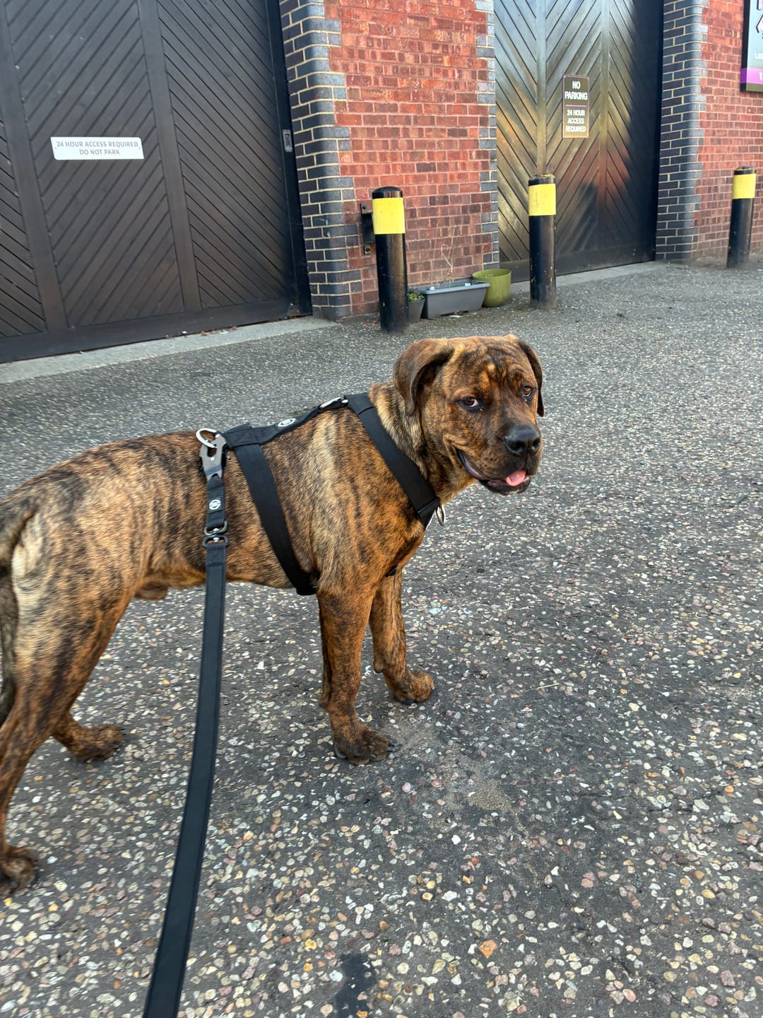Customer photo review of Anti-Pull TRI-Harness® | Training Dog Harness for All Breeds - Black