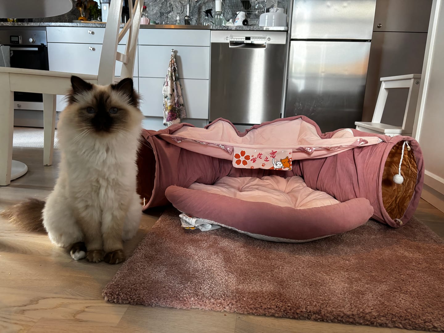 Customer photo review of Mysgrotta 3-i-1 för katt & hund - sovplats, lektunnel & bädd