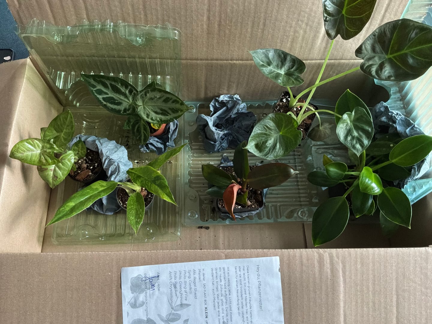 Customer photo review of SAD-PLANT-SET