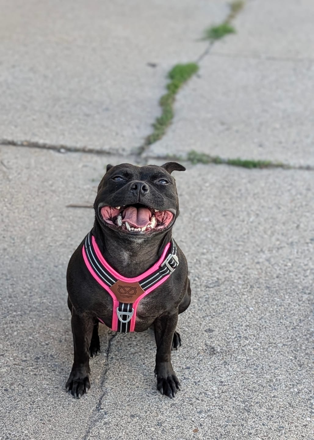 Customer photo review of Staffordshire Bull Terrier 1935® Harness & Leash Set - Black & Neon Pink