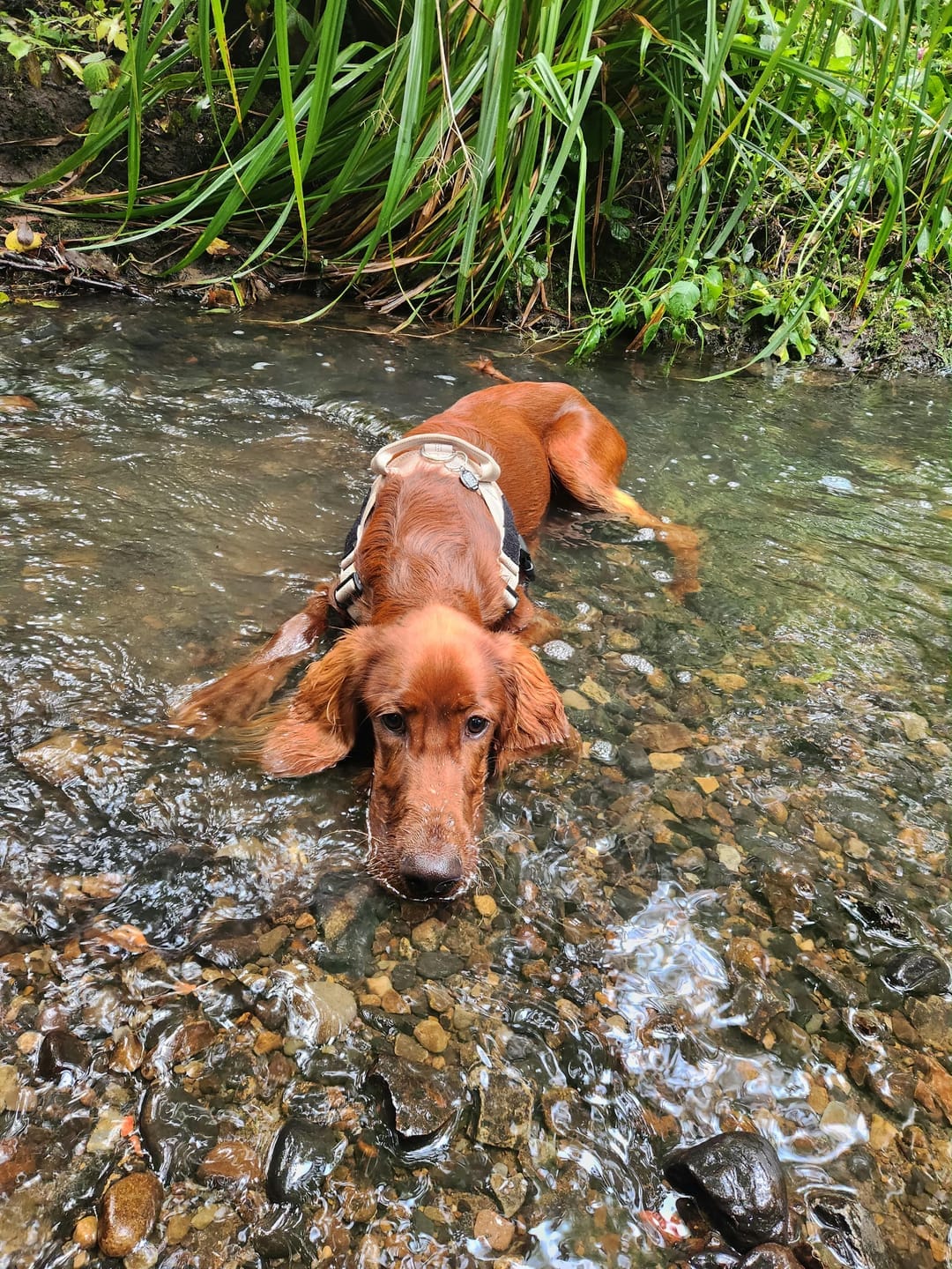 Customer photo review of HARNAIS ANTI-TRACTION POUR CHIEN