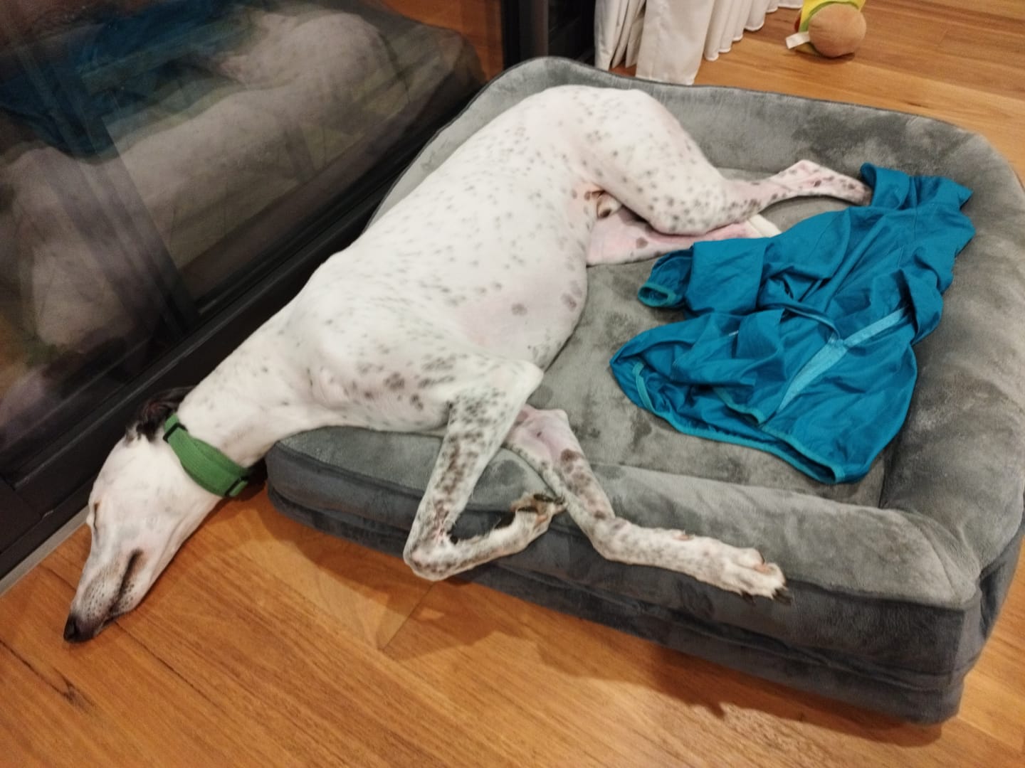 Customer photo review of PaWz Large Dog Bed Orthopedic Dog Bed Bolstered Support Flannel Velvet Grey