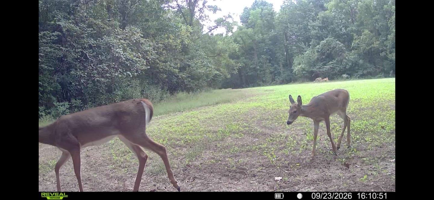 Customer photo review of Big Sexy™ Food Plot Seed