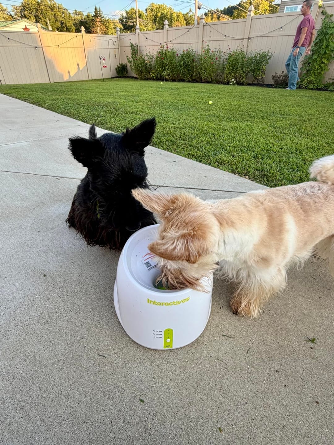 Customer photo review of TheraPaw™ Automatic Dog Ball Launcher