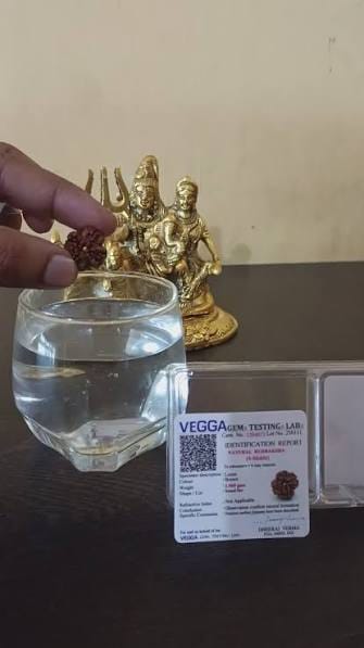 Customer photo review of Nepal Origin 4 Mukhi Rudraksha – 100% Natural & Certified