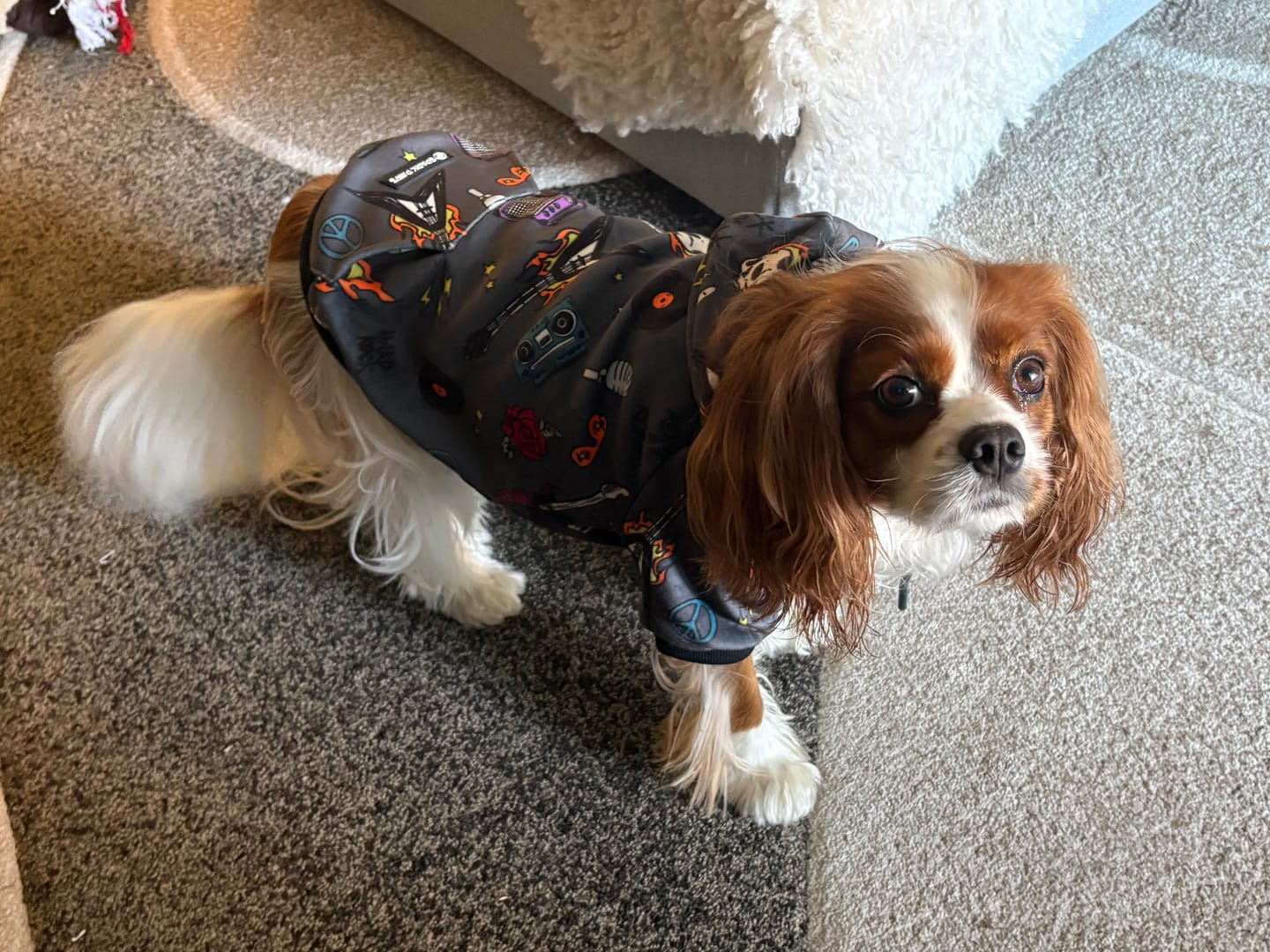 Customer photo review of Rock and Roll Dog Hoodie