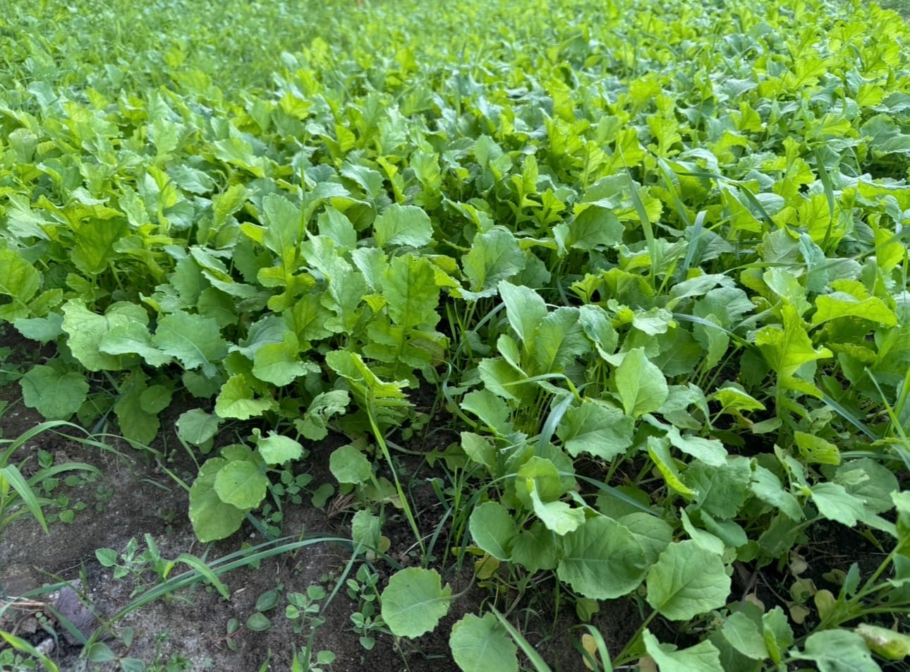 Customer photo review of Late Season Brassicas