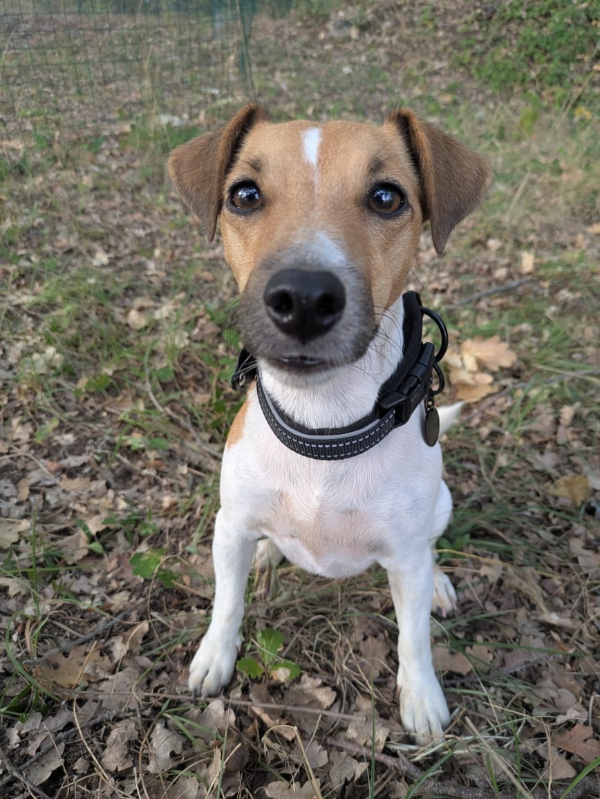 Customer photo review of Kit de Sécurité PETIT Chien