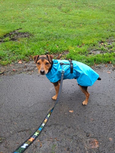 Customer photo review of Vimy & DryDogs Lightweight Waterproof Raincoat with Harness Hole Zip