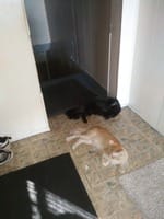 Customer photo review of Purectik Kedi/Köpek Sakinleştirici Set