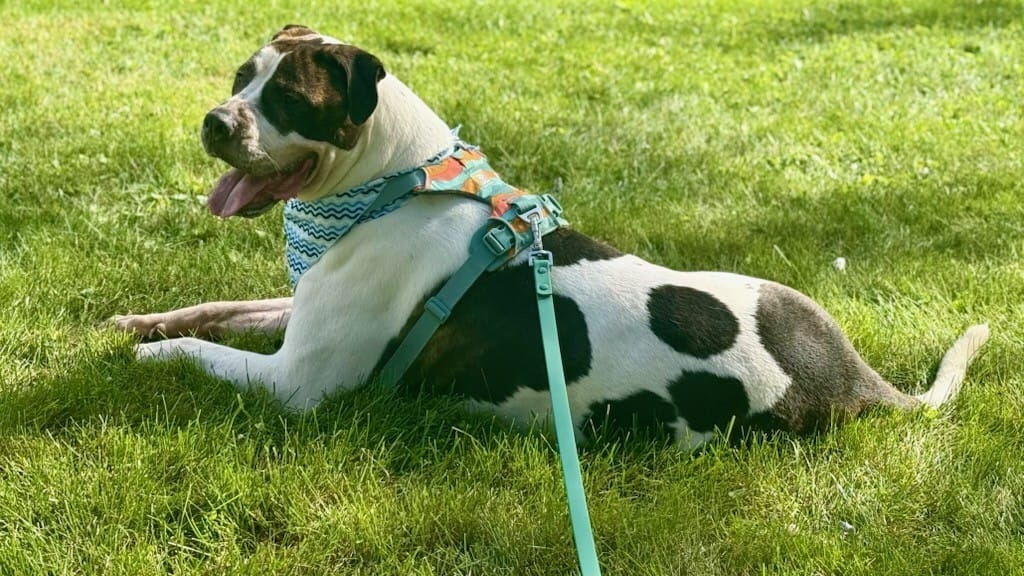Customer photo review of Solace 6-IN-1 Hands Free Waterproof Leash