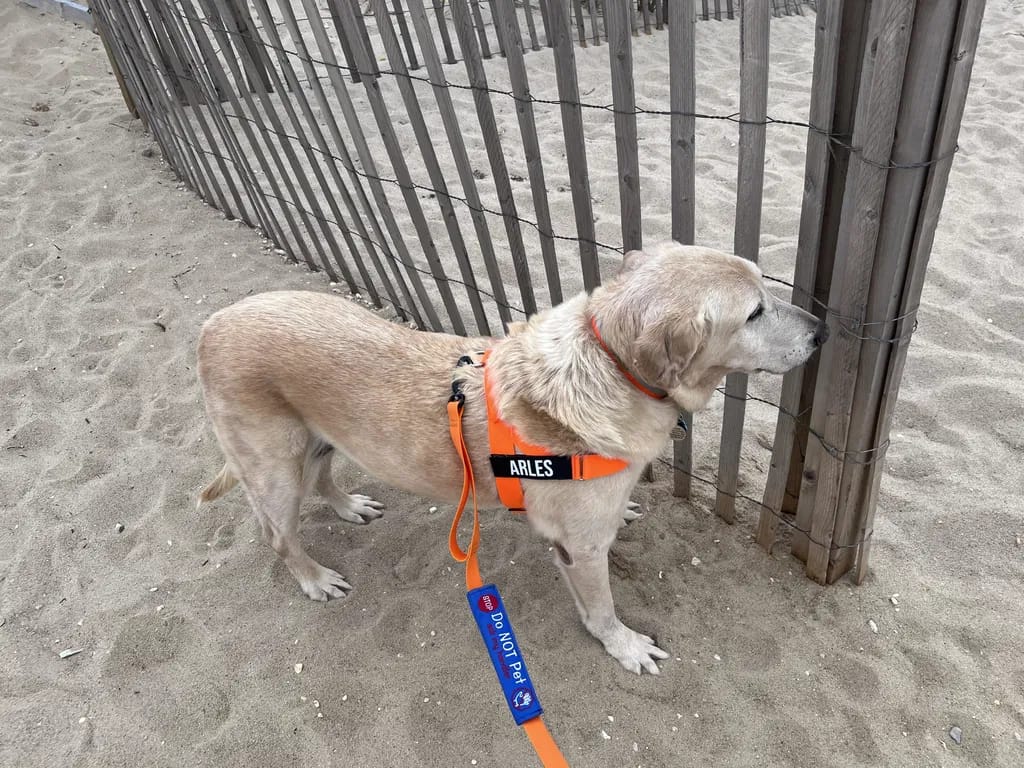 Customer photo review of DogFriend™ Arnés Antitirones Personalizado