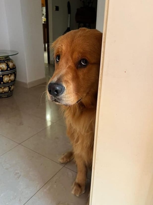 Customer photo review of Solo en Casa Sin Drama — Protocolo de 21 Días