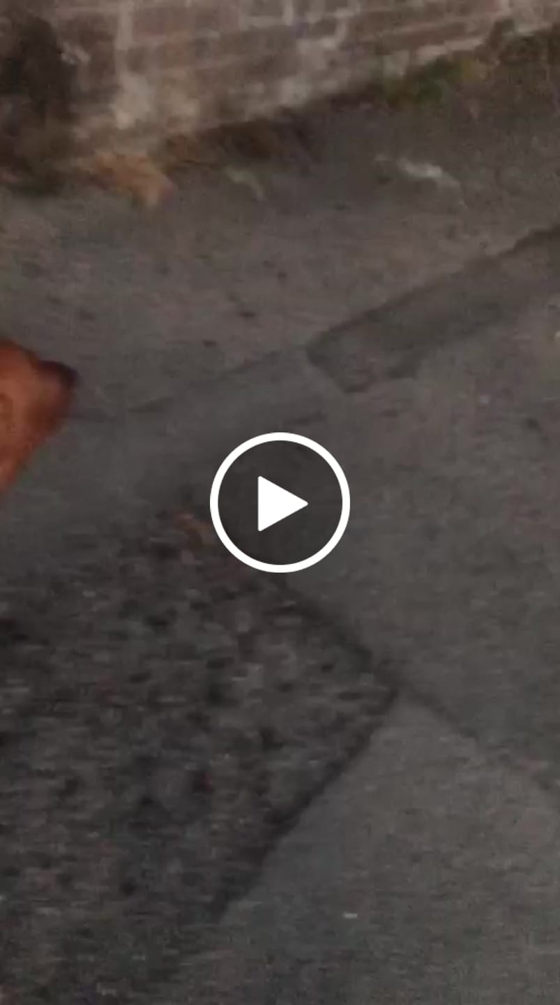 Customer video review of ParoPet No-Pull Dog Harness