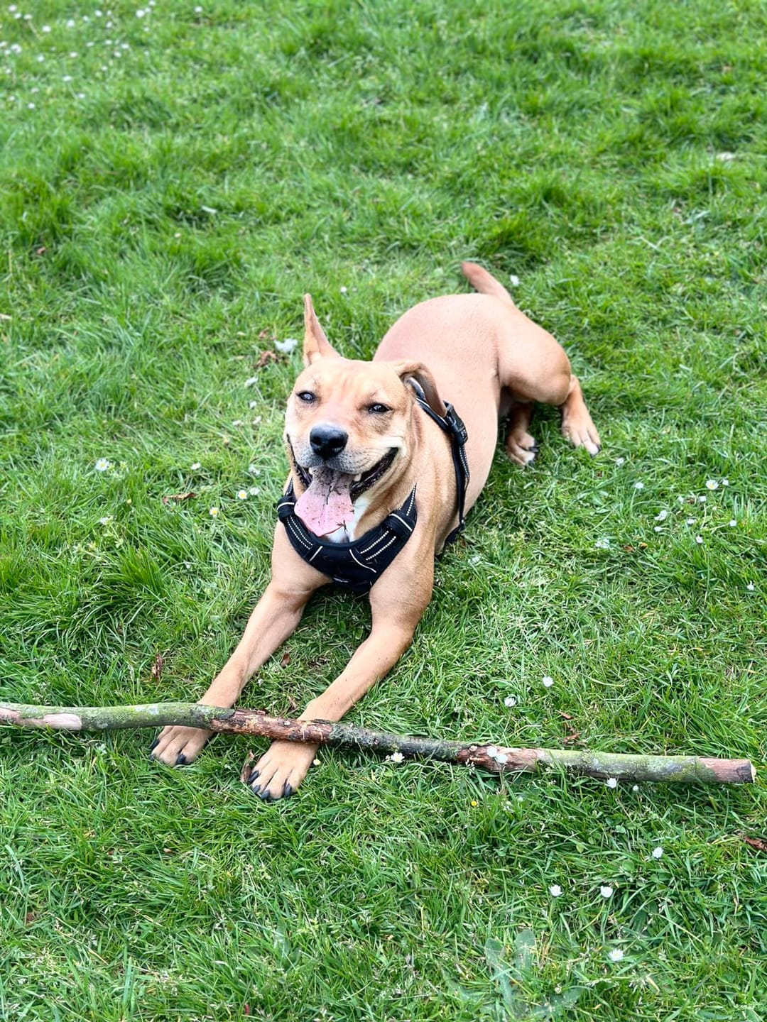 Customer photo review of Calm & Paw GiroSuave™