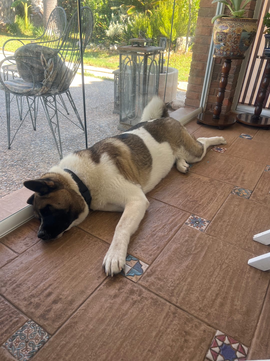 Customer photo review of Grain Free Giant Puppy