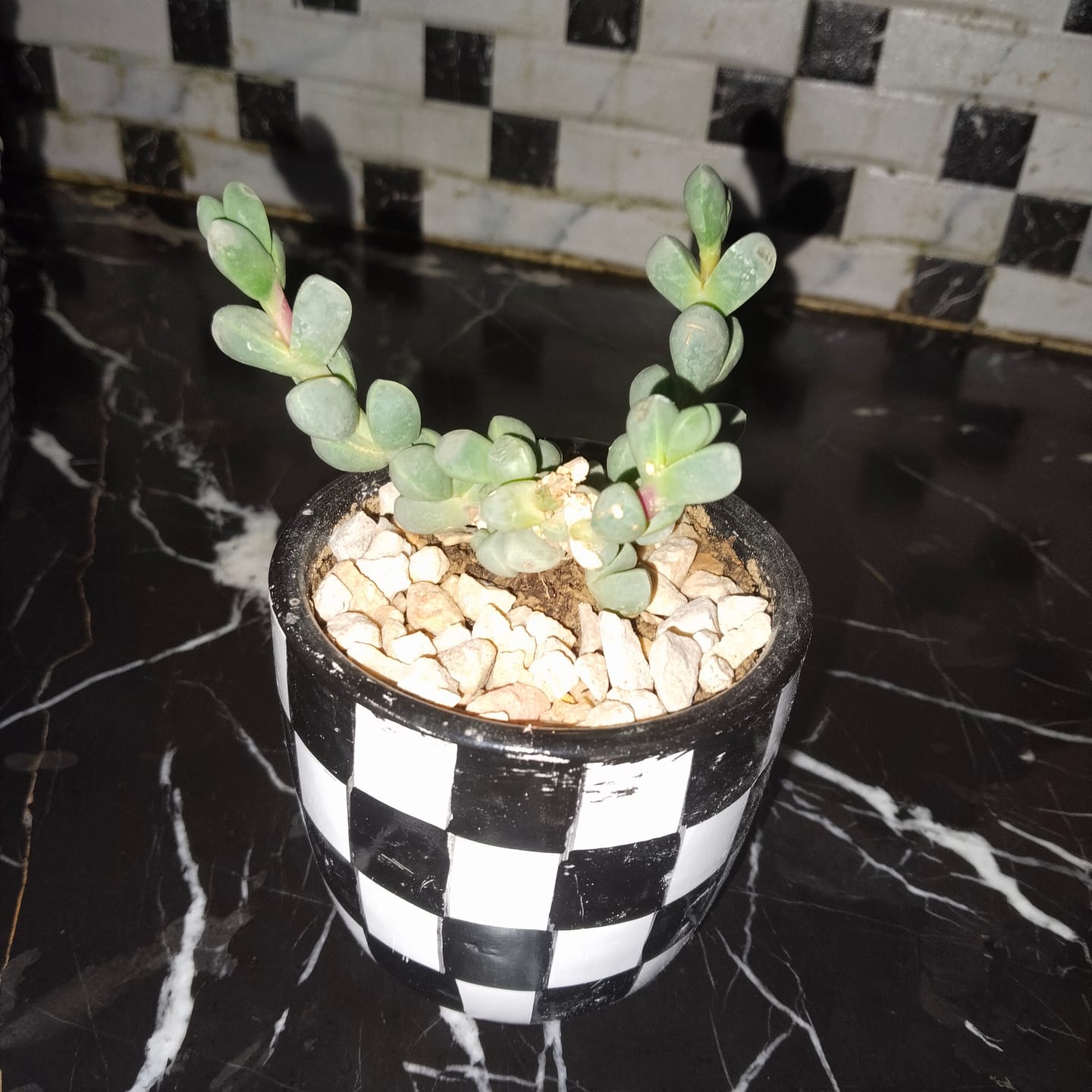 Customer photo review of Ice Plant Succulent in Marble Pattern Terracotta Pot
