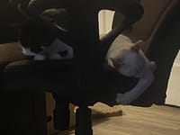 Customer photo review of Purectik Kedi/Köpek Sakinleştirici Set