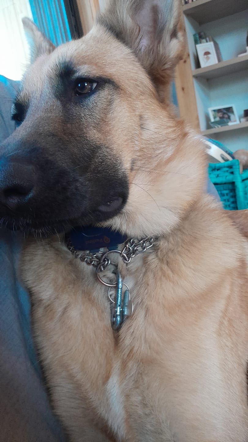 Customer photo review of Rastreador GPS Petfind 2.0