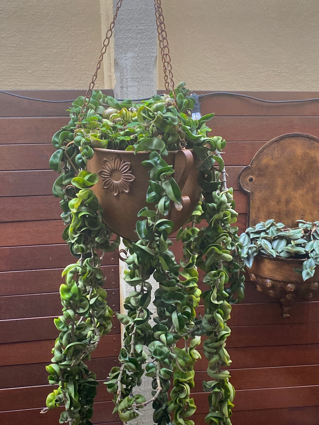 Customer photo review of Olivier French Provincial Wall Planter, Aged Copper Finish & Repoussé Bulb Detail