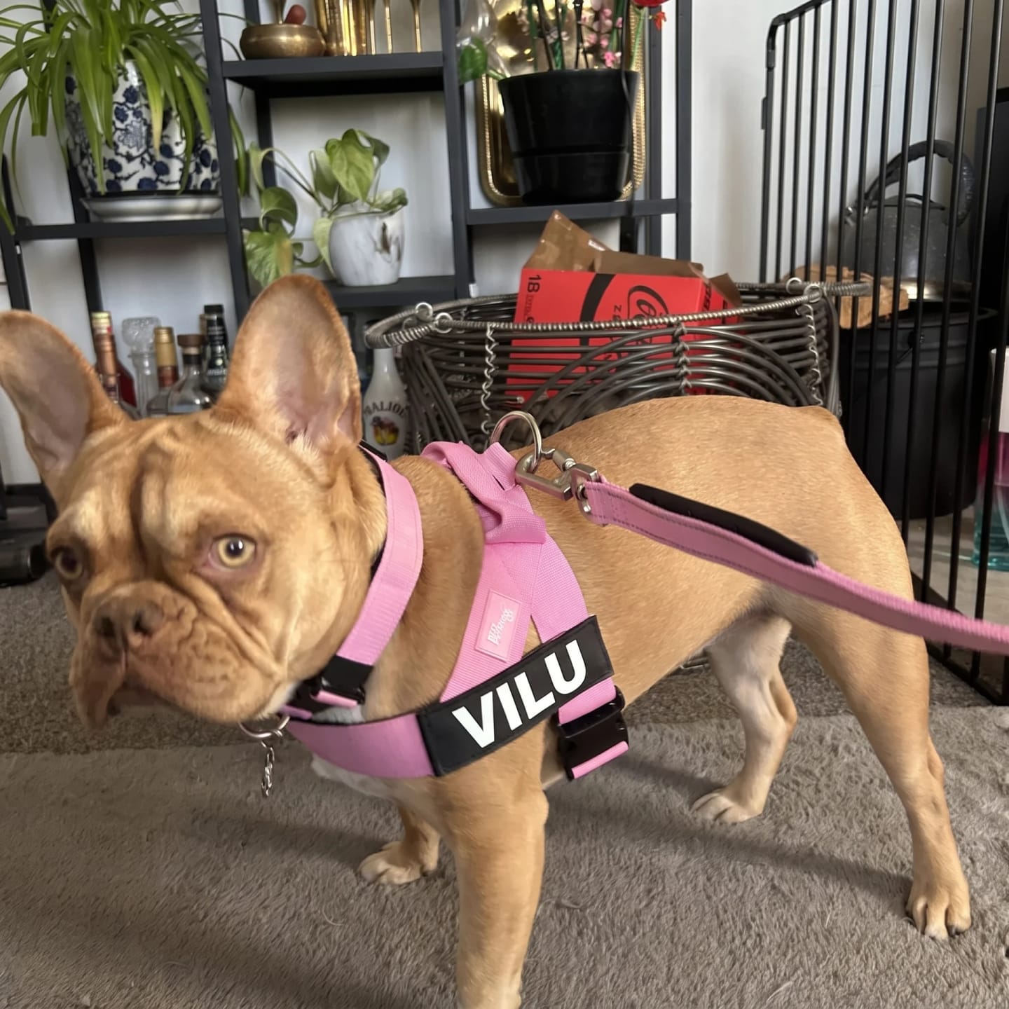 Customer photo review of DogFriend™ Arnés Antitirones Personalizado