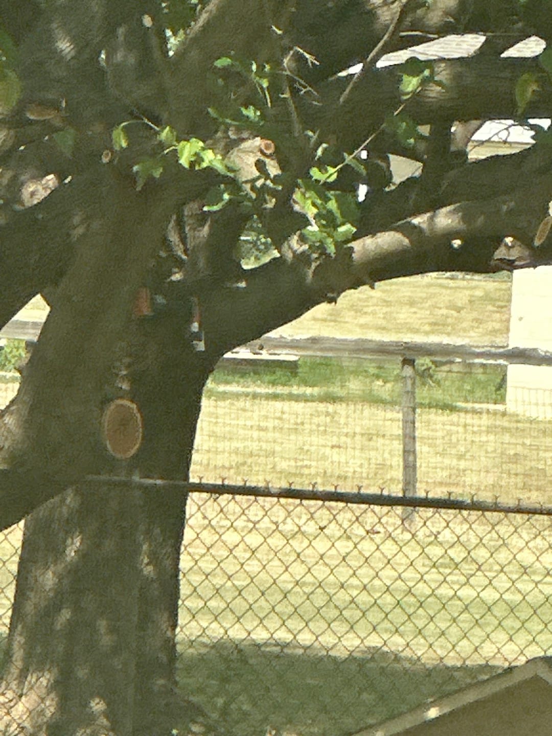 Customer photo review of A18 Squirrel Trap Kit With Digital Strike Counter