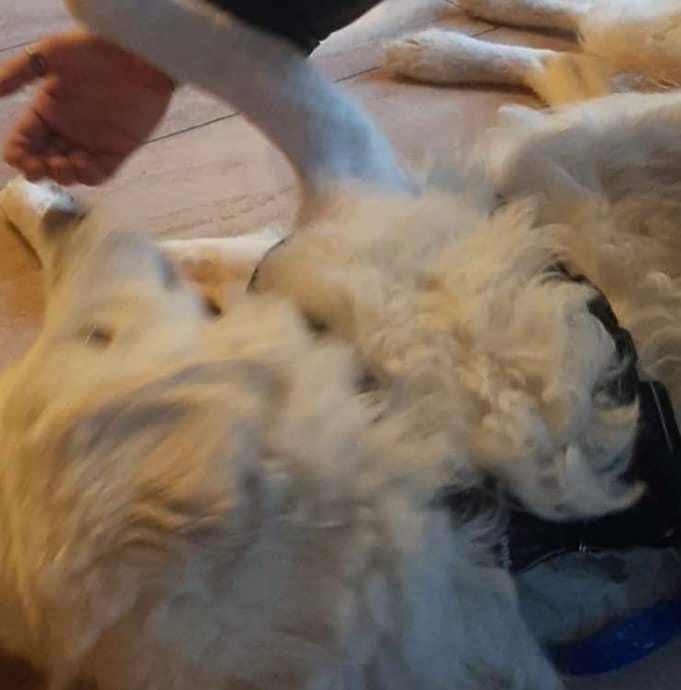 Customer photo review of Calm & Paw GiroSuave™