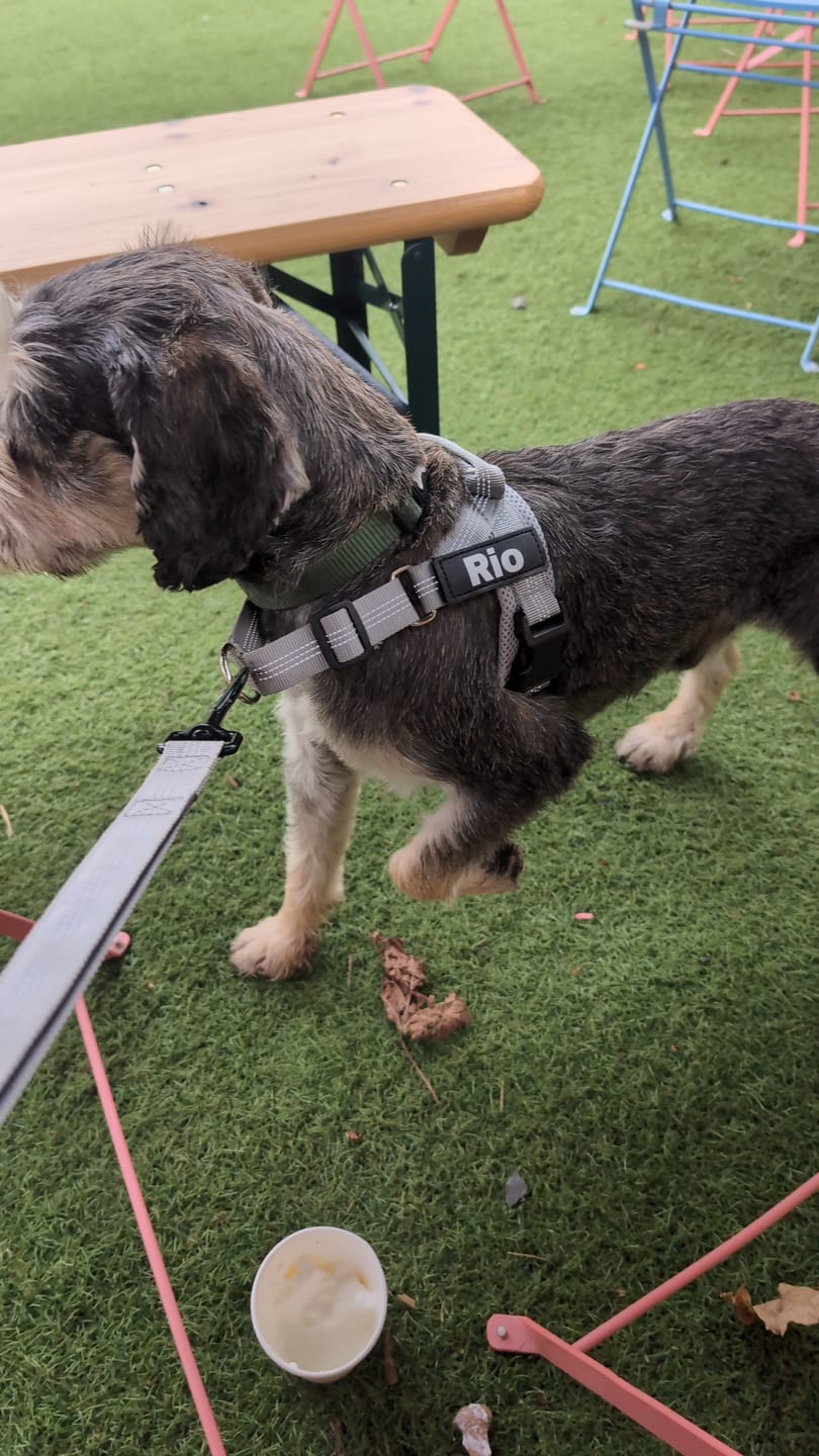 Customer photo review of ParoPet No Pull Dog Harness